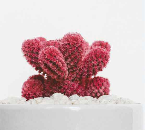 网站攻击工具手机版