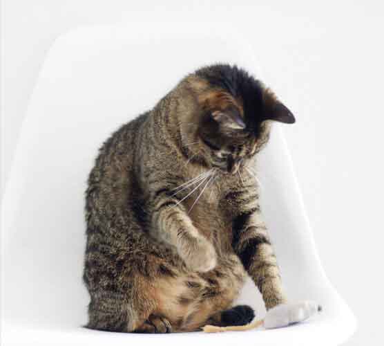 在线DDOS压力测试网页端